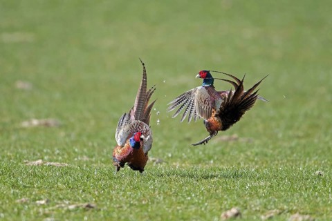 Common pheasant