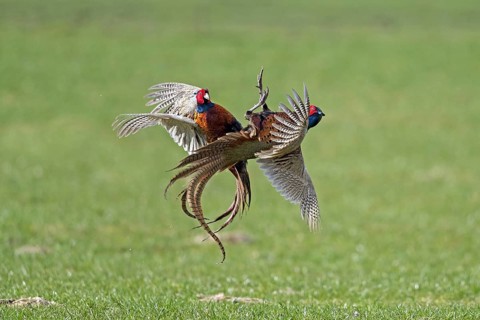 Common pheasant