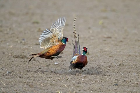Common pheasant
