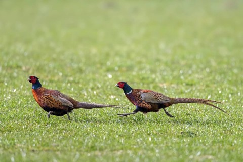 Common pheasant