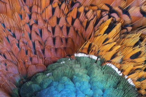 Common pheasant