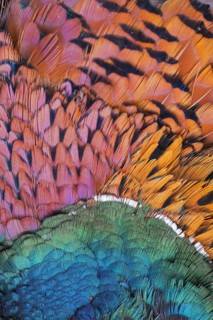 Common pheasant