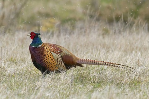 Common pheasant