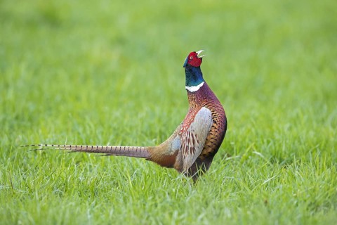 Common pheasant