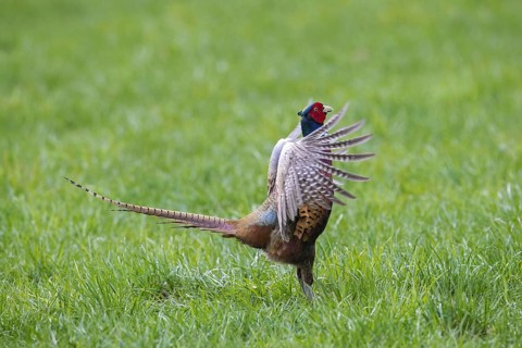 Common pheasant