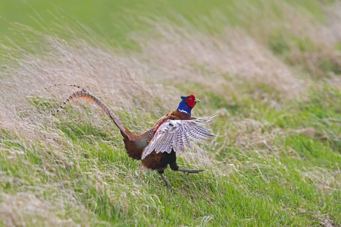 Common pheasant