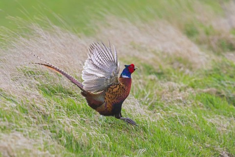 Common pheasant