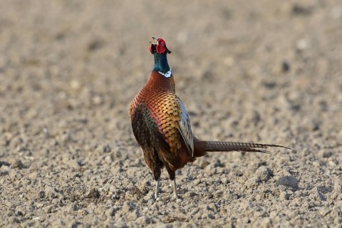 Common pheasant