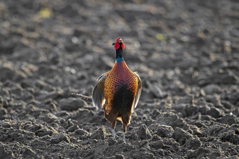 Common pheasant