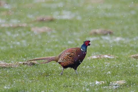 Common pheasant