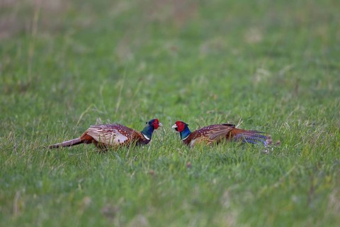 Common Pheasant