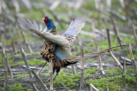 Common Pheasant
