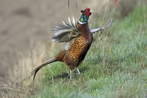 Common Pheasant