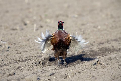 Common Pheasant