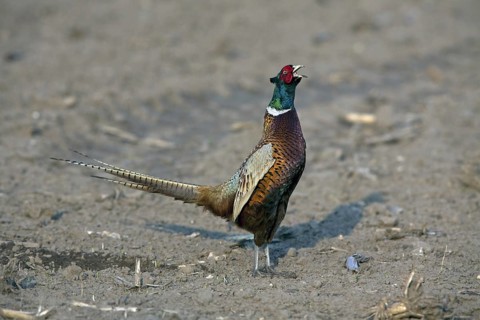 Common Pheasant