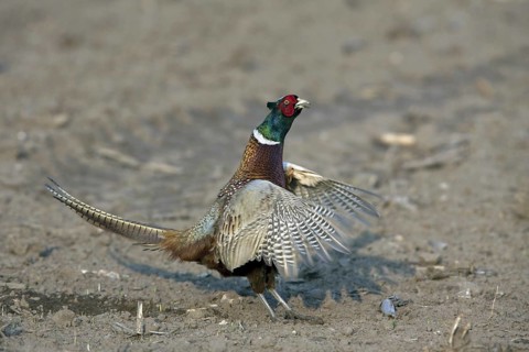 Common Pheasant