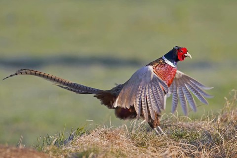 Common pheasant