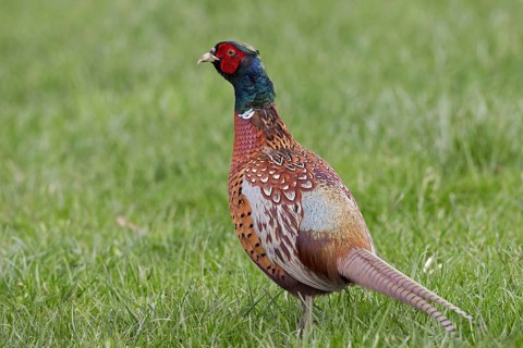 Common pheasant