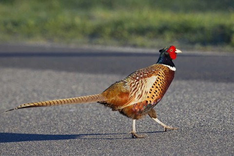 Common pheasant