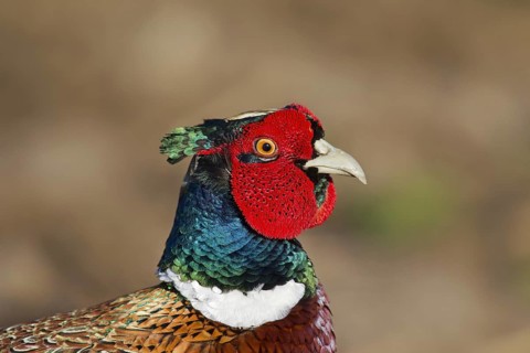 Common pheasant