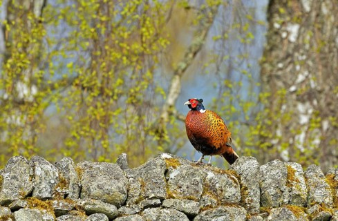 Common Pheasant