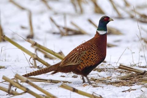 Common pheasant