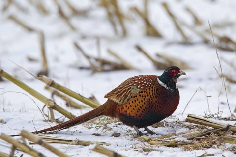 Common pheasant