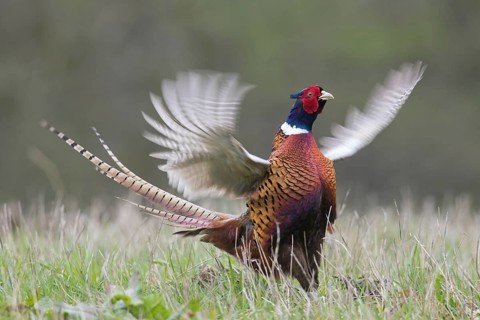 Common pheasant