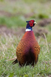 Common pheasant