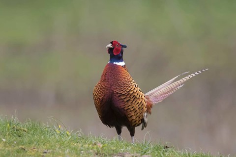 Common pheasant