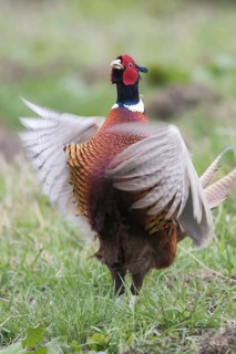 Common pheasant