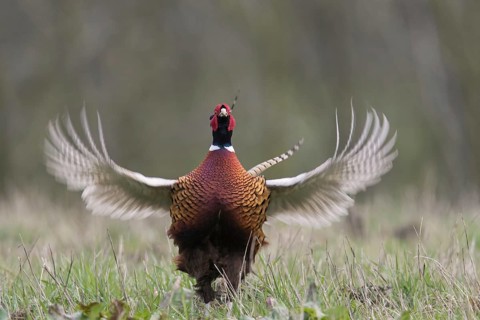 Common pheasant