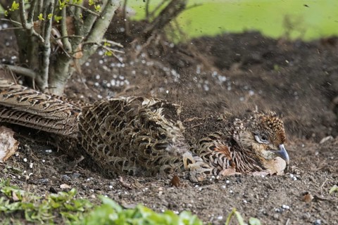 Common pheasant