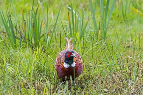 Common pheasant