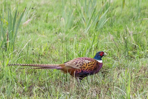 Common pheasant