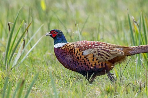Common pheasant