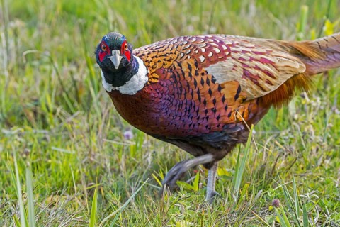 Common pheasant