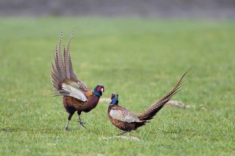 Common pheasant