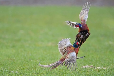 Common pheasant