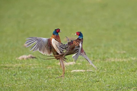 Common pheasant