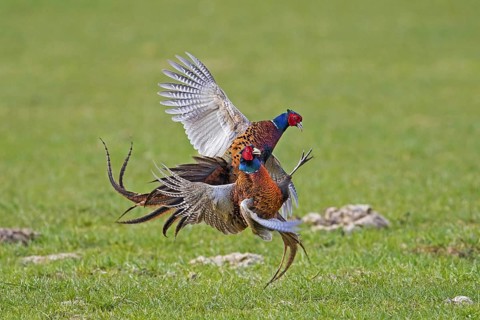 Common pheasant