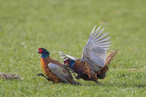 Common pheasant