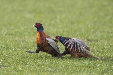 Common pheasant