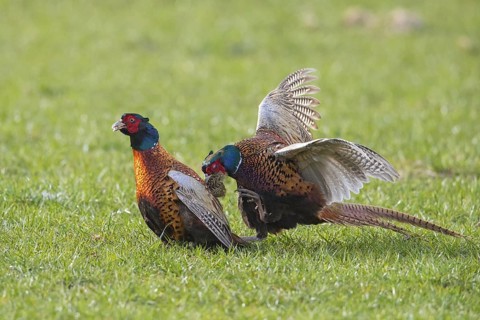 Common pheasant