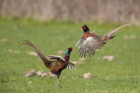 Common pheasant