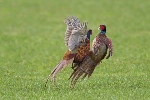 Common pheasant