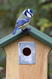 Blue tit