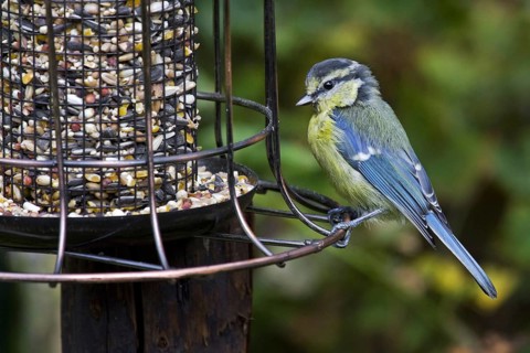 Blue tit