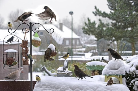 Songbirds like starlings