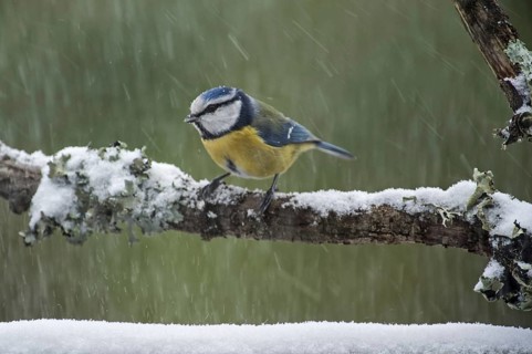 Blue tit